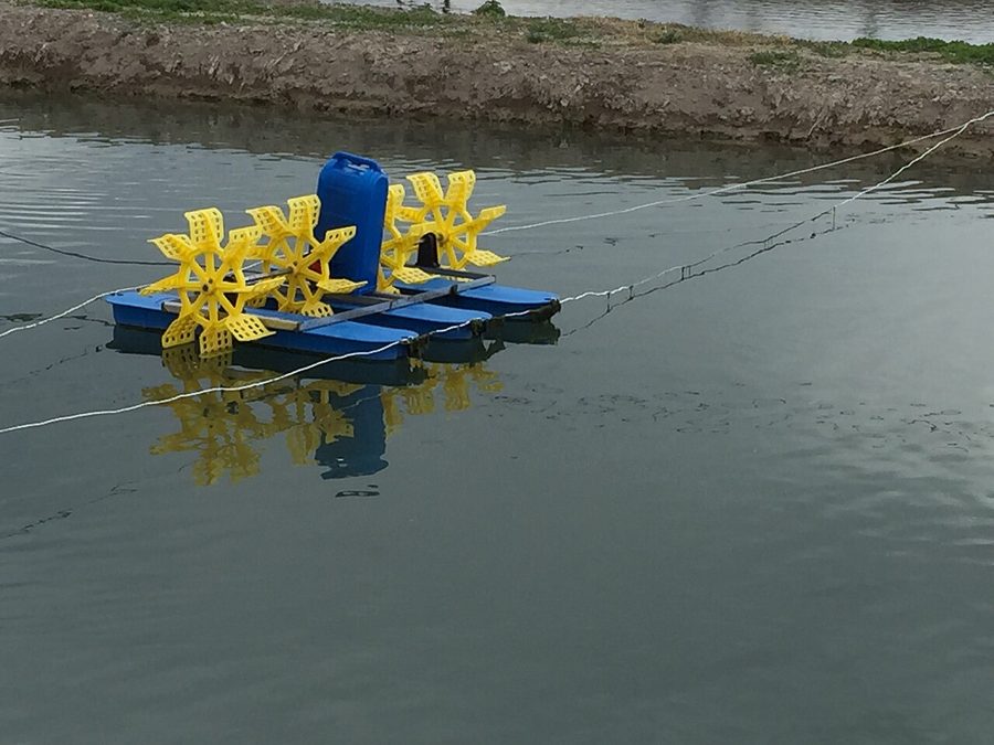 Aplikasi Sistem Bioflok untuk Perawatan Benih Lele
