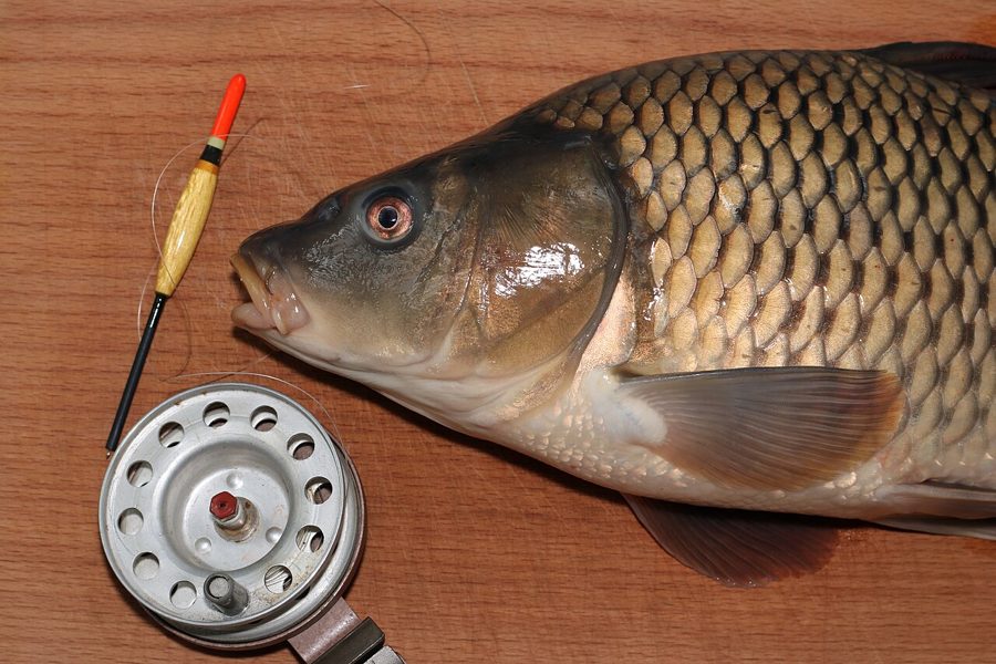 Memilih Benih Ikan Mas Majalaya dan Sinyonya Unggul