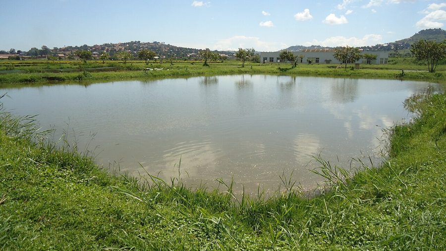 Panduan Penebaran Benih Nila di Kolam Air Tenang