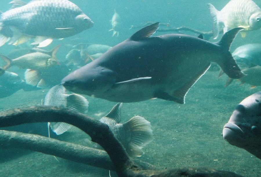 Teknik Pendederan Benih Patin Siam Cepat Besar